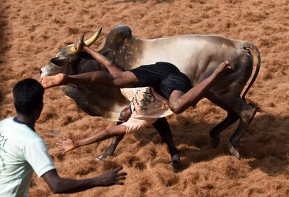 Un toro lanza a un torero durante el evento anual 'Jallikattu', en el pueblo de Palamedu, a las afueras de Madurai (India).