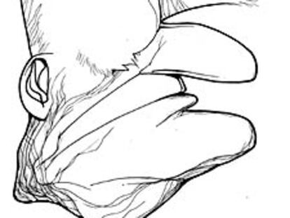 Caricatura de Norberto Bobbio