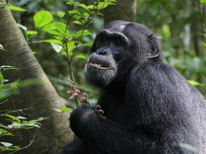 Los chimpancés ingieren al menos una decena de plantas por su valor medicinal, no nutritivo. En la imagen, uno de los estudiados comiendo frutos de 'F. exasperate'.