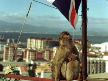 El patriotismo británico, material inflamable