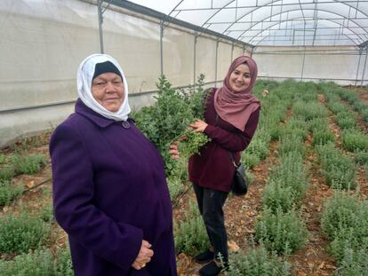 Algunas de las mujeres productoras de tomillo en el invernadero. 