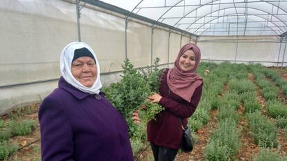 Algunas de las mujeres productoras de tomillo en el invernadero. 