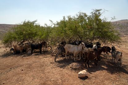 Un rebaño de cabras se protege del sol a la sombra de unos arboles, durante la visita este viernes de los representantes de la Unión Europea a la estructura escolar que está bajo amenaza de demolición por parte de las autoridades israelíes, en la comunidad beduina de Cisjordania de Ein Samia. 