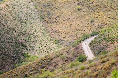 Un ciclista en la carretera que une El Borge, Cútar y Benamargosa.