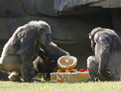 Chispi cumple 21 años en el Bioparc