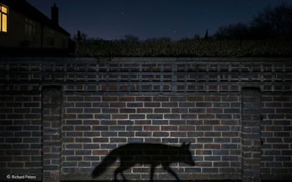 Richard Peters va encendre una torxa al seu jardí una nit. Una guineu, espantada, va passar trotant i l'ombra es va projectar al mur. Amb la imatge, el britànic Peters ha guanyat el premi Wildlife Photographer of the Year 2015 en la categoria urbana.