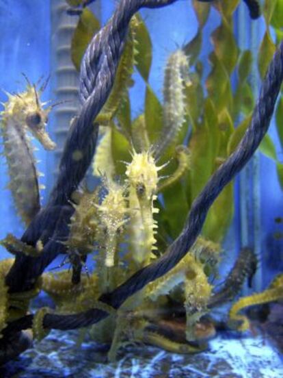 Caballitos de mar criados en cautividad 