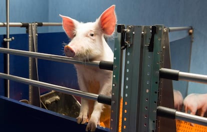 A pig at the National Paraplegic Hospital in Toledo.