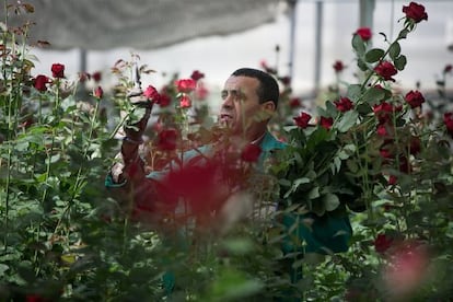 Un home mirant roses en un camp de Floriach.