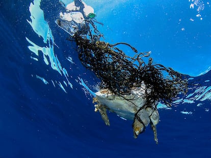 Una tortuga atrapada por las redes de pesca fantasma en Baleares.