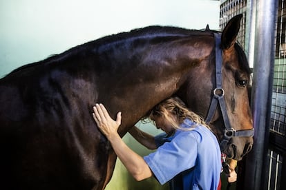 En España quedan cuatro másteres dedicados a fisioteraria equina: tres de la Complutense, dirigidos solo a veterinarios -uno de principios básicos y dos de especialización en animales grandes o pequeños-, y el de Escoles Universitaries Gimbernat, en Sant Cugat del Vallés (Barcelona).