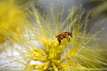 The Meliponas bee known as "little angels" have small or no stingers due to evolution.