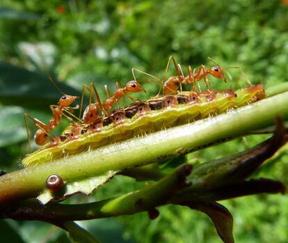 Podr&iacute;a parecer que estas hormigas verdes de la India se aprestan a devorar a esta oruga de la famlia de los lic&eacute;nidos. En realidad es otro ejemplo de perfecta simbiosis: la futura mariposa segrega una sustancia dulce en su parte posterior de la que se alimentan las hormigas que atacar&aacute;n a todo lo que intente com&eacute;rsela.