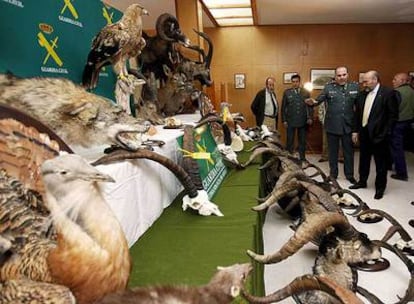 Trofeos confiscados a la red de cazadores furtivos en la sierra de Gredos.