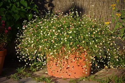 'Margarita cimarrona', una de las planta favoritas de la escritora del blog de La Tabla.