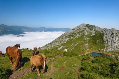 Varias vacas en la Laguna de Sobia, en el concejo de Teverga (Asturias).