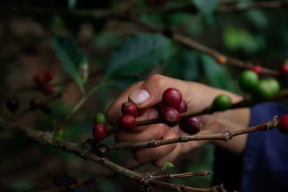 Colombia coffee