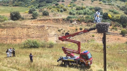 Intervención realizada en los nidos de cigüeña en los que han matado ejemplares en Sopeña de Carneros (León).