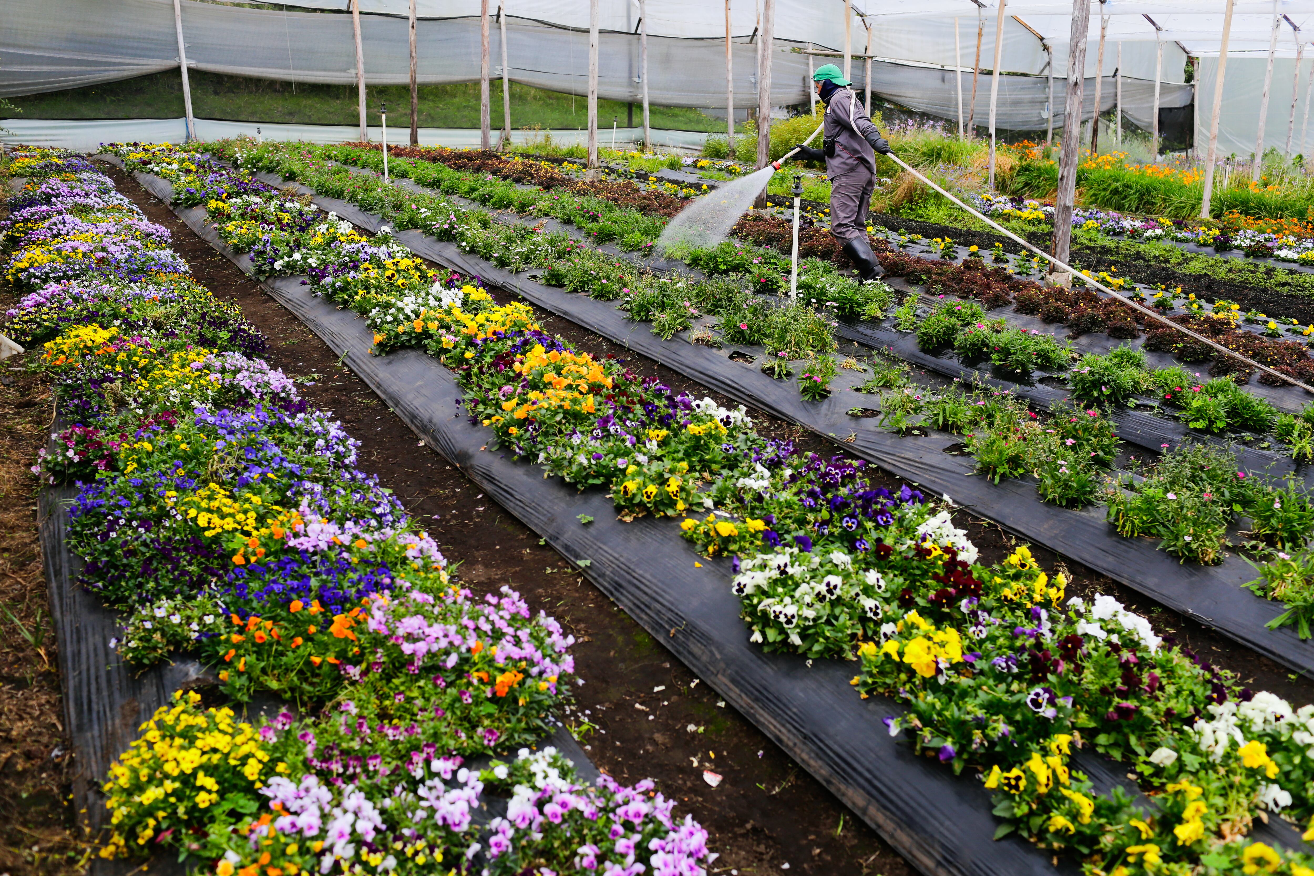 Cultivos en la finca Terra Santa en el municipio de Guasca, Cundinamarca.