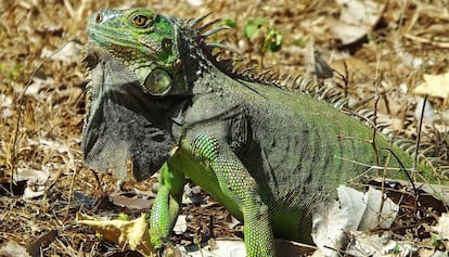 Un ejemplar de iguana verde.