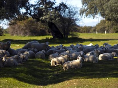 Ovejas en el Dehesón del Encinar (Toledo).