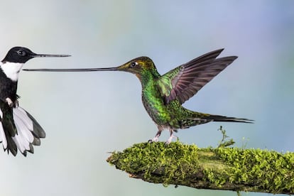 Dos arrendajos siberianos fotografiados por el sueco Edwin Sahlin, finalista en la categoría entre 15 y 17 años.