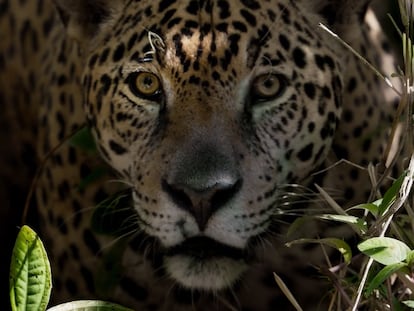 Un fotograma de la película 'Tigre Gente', sobre el tráfico de jaguares en Bolivia para el mercado chino.