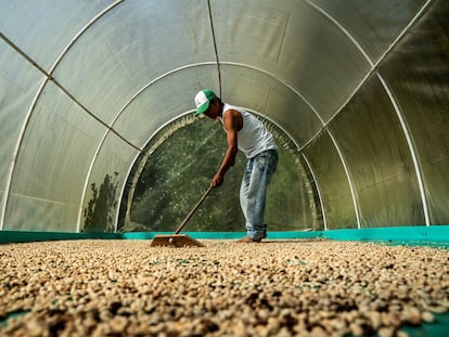 Un trabajador rastrilla café para secarlo, en Ciudad Bolívar (Antioquía), en julio.