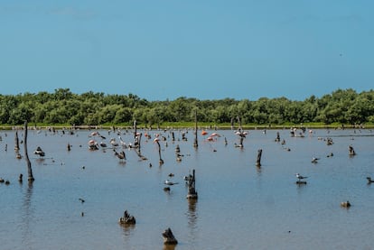 Tras el trabajo arduo de regeneración del manglar, hace más de 15 años, y que hicieron en comunidad, ahora se hacen solo labores de mantenimiento. 
