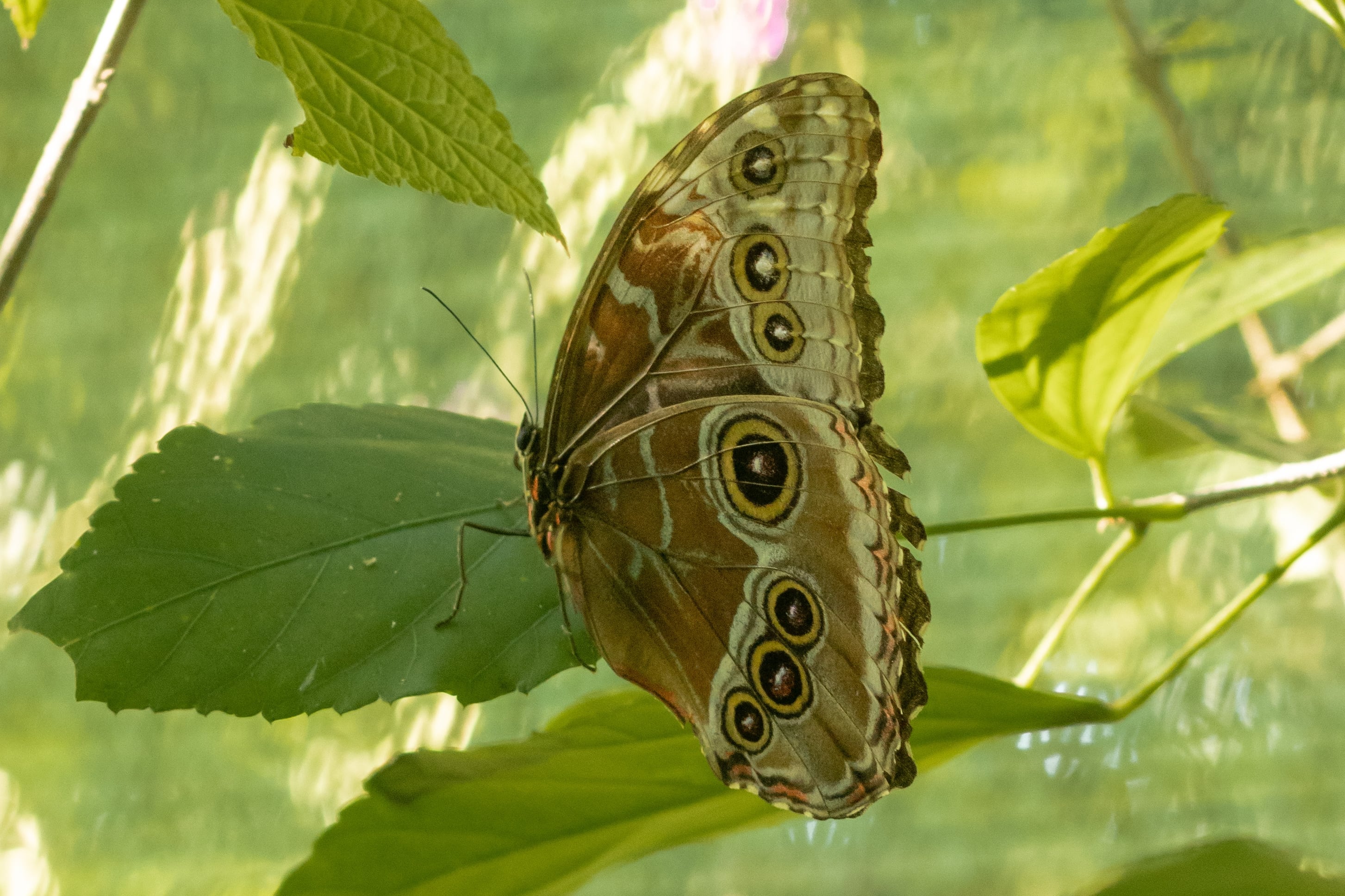 Además de ser un símbolo nacional en Costa Rica, la morfo azul es una mariposa que inspiró a Ester Ledezma a organizar a las mujeres del Golfo de Nicoya y luchar por protegerlo.