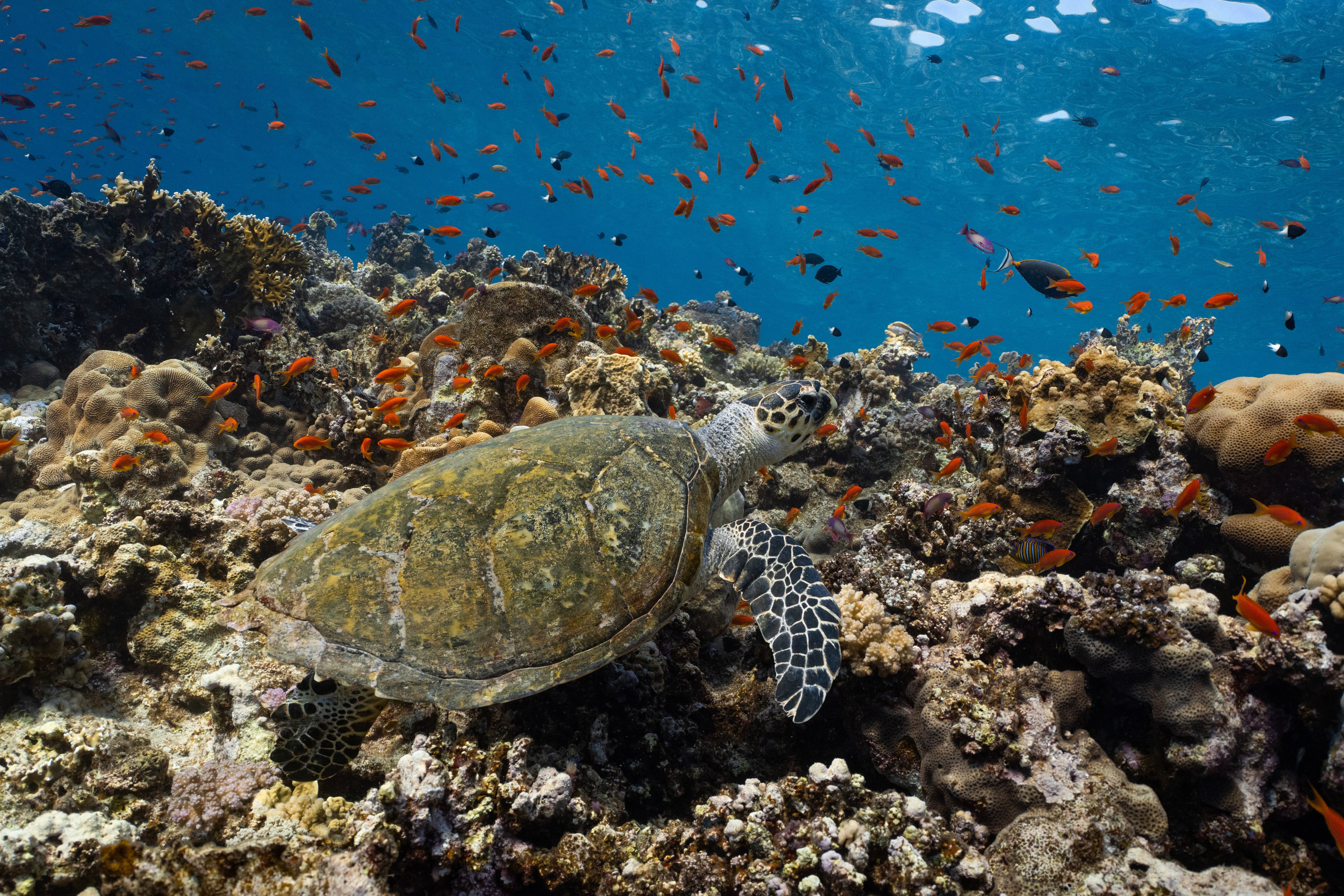 Una tortuga descansa en un arrecife de coral en el sur del mar Rojo, en Egipto.