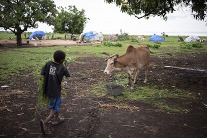 Tal y como hacen en sus comunidades, un niño da de comer a las vacas en el campo de desplazados de Banguetabá.