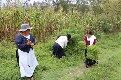 Tres mujeres de La Calera (Ecuador) recogen plantas medicinales para preparar con ellas remedios naturales.
