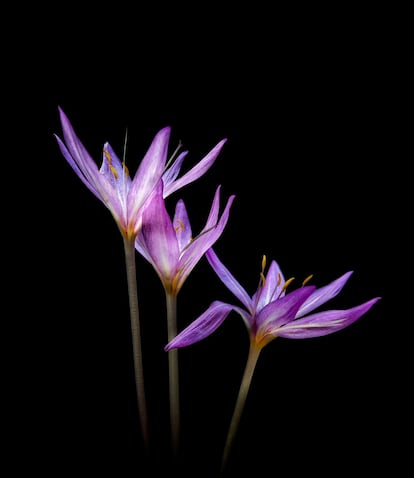 Colchicum autumnale (Azafrán silvestre o narciso de otoño).