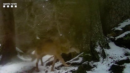 El lobo, captado por una cámara instalada en el Pirineo Catalán.