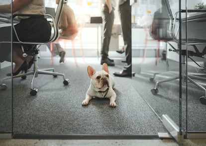 Hay animales que pueden beneficiarse de acompañar a sus tutores a la oficina, como aquellos que lo pasan mal quedándose solos o sencillamente los que son sociables.