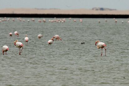 Flamencos en las marismas del Parque de Doñana.