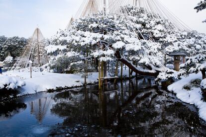 Los árboles de Kenrokuen (Kanazawa, Ishikawa), uno de los tres grandes jardines de Japón, resisten a las nevadas gracias a la técnica Yukitsuri. |