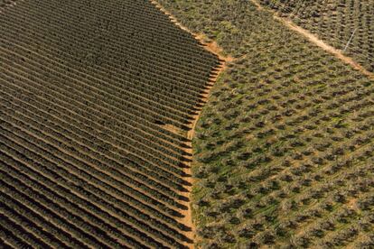 El olivar es el cultivo que más agua consume en Andalucía, alrededor de 800 hectómetros cúbicos al año. La masiva transformación de cultivos de secano, como el olivar, en regadío produce un grave desequilibrio en la disponibilidad de agua.
