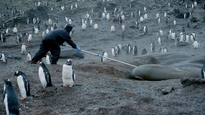 Brazilian veterinarian Joana Ikeda, one of the 11 members of the expedition, with a pole to take samples from the elephant seals' noses.