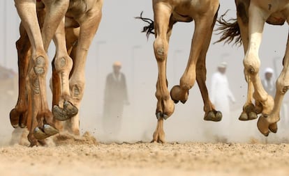 El Mazayin Dhafra Camel Festival es un evento que se celebra en el desierto cerca de la ciudad de Madinat Zayed, al oeste de Abu Dhabi (Emiratos Árabes), que atrae a participantes de toda la región del Golfo. En la imagen, los camellos en plena carrera.