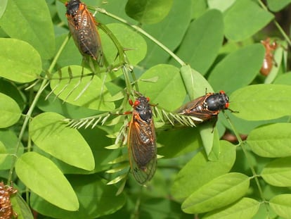 Ejemplares adultos de cigarras en Virginia (EE UU).