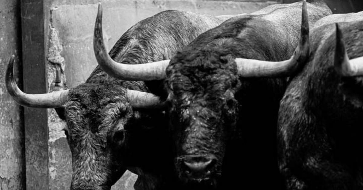 El debut de los toros de Adolfo Martín, lo más destacado de la ...