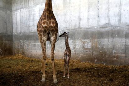 Una jirafa de 10 días de pie junto a su madre, Laila, en un zoo de Jerusalén.