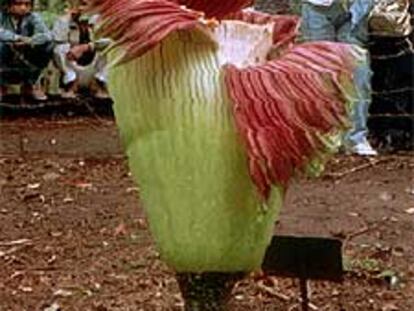 Ejemplar de <i>Rafflesia arnoldi</i> en un jardín botánico de Bali.