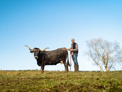 Manuel Quintana, cuarta generación de ganaderos y quien elabora embutidos con carne de vacas tudancas.