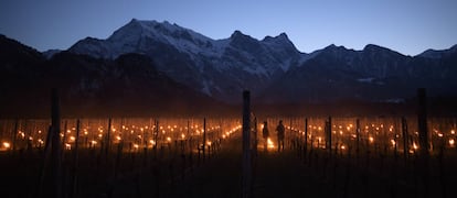 Las llamadas velas de escarcha se encienden en un viñedo, en Flaesch, Suiza.