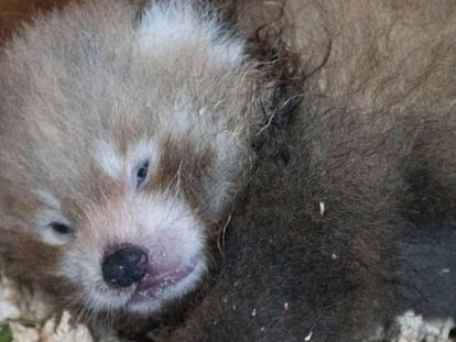 Vídeo | Nace un panda rojo en Inglaterra, un “símbolo de esperanza” para su especie