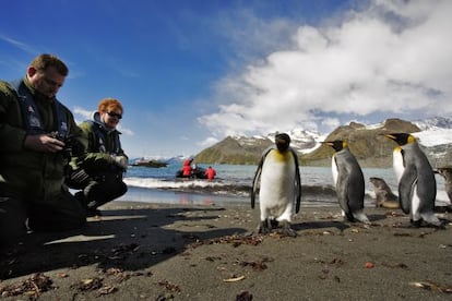 Pingüinos rey (‘Aptenodytes patagonicus’) en la isla subantártica de
South Georgia.