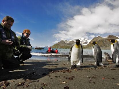 Ping&uuml;inos rey (&lsquo;Aptenodytes patagonicus&rsquo;) en la isla subant&aacute;rtica de 
 South Georgia.